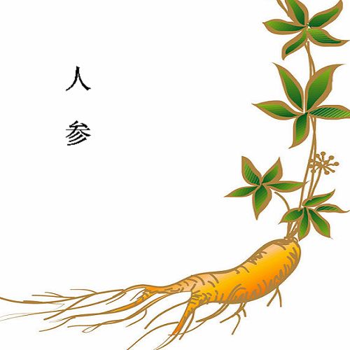 长白山人参